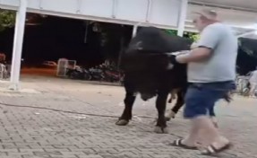 Para atarken boğanın boynuz darbesiyle havaya fırladı