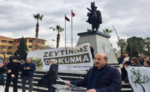 Tartışmalı 'talan' teklifi mecliste kabul edildi: Peki zeytin ağaçları neden önemli?