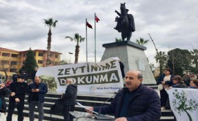 Tartışmalı 'talan' teklifi mecliste kabul edildi: Peki zeytin ağaçları neden önemli?