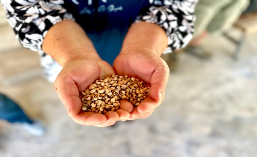Urla’da ipek börülce üretimi tohum desteği ile artacak