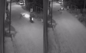 Yola fırlayan köpeğe çarpıp savruldu: 10 gün sonra öldü