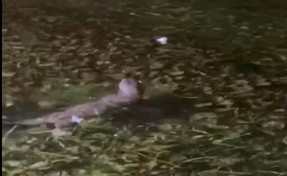 Akyaka'da su samuru mutluluğu