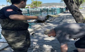 Ayağına misina dolanan deniz kaplumbağası itfaiye kurtardı