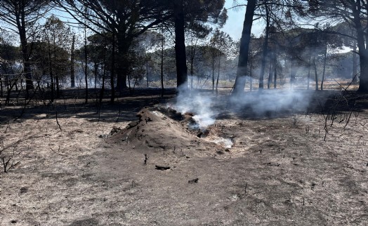 Bergama'daki orman yangını kontrol altına alındı
