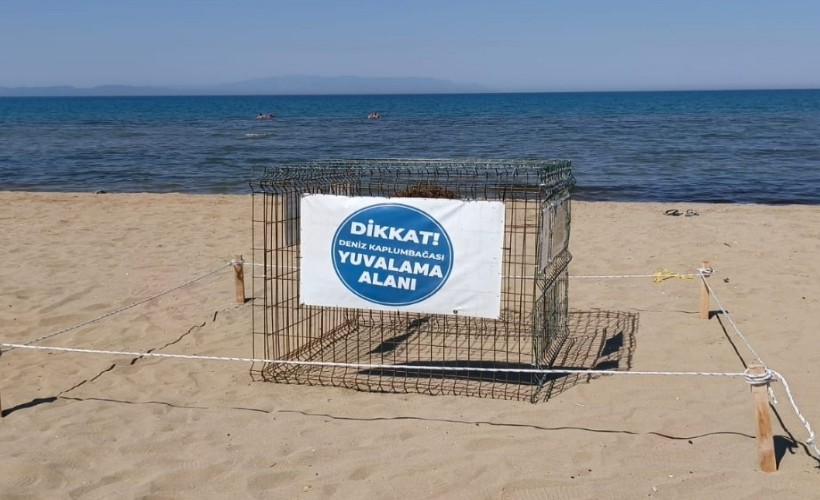 Efes Selçuk'ta Caretta Caretta sürprizi: Koruma altına alındılar
