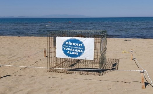 Efes Selçuk'ta Caretta Caretta sürprizi: Koruma altına alındılar