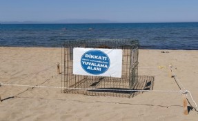 Efes Selçuk'ta Caretta Caretta sürprizi: Koruma altına alındılar