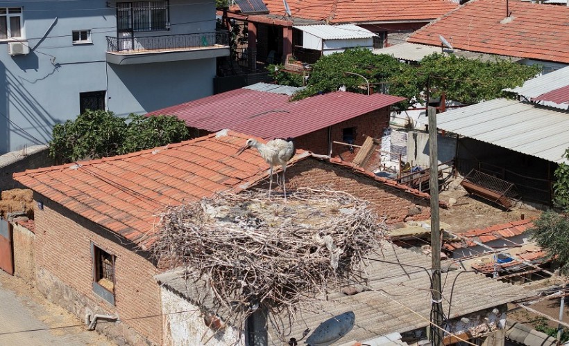 İzmir'de ayağına ip dolanıp yuvasında mahsur kalan yavru leylek kurtarıldı