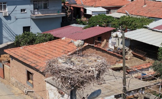 İzmir'de ayağına ip dolanıp yuvasında mahsur kalan yavru leylek kurtarıldı