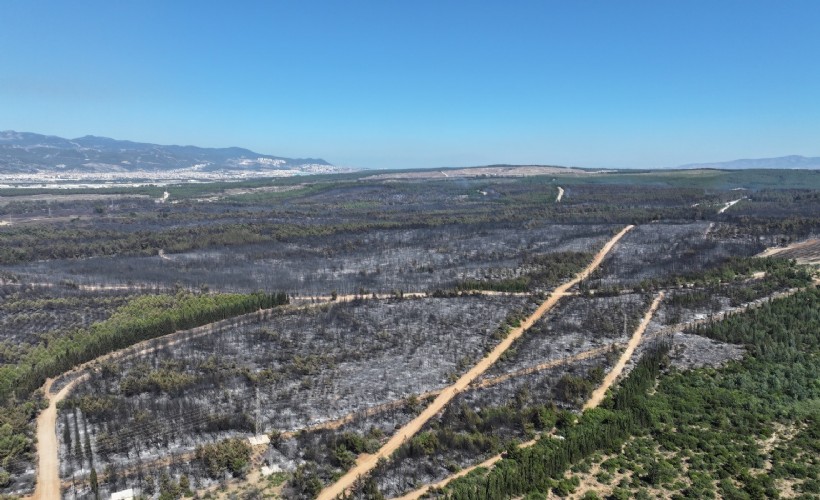 İzmir’de bir ayda 26 bin 260 hektar alan yandı