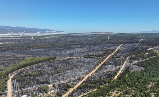 İzmir’de bir ayda 26 bin 260 hektar alan yandı