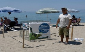 Kuşadası'nda caretta caretta yuvası tespit edildi