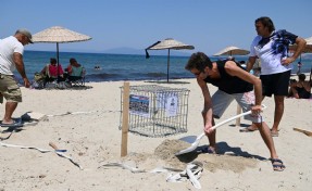 Kuşadası’nda 68 caretta caretta yumurtası zarar görmemesi için güvenli bölgeye taşındı
