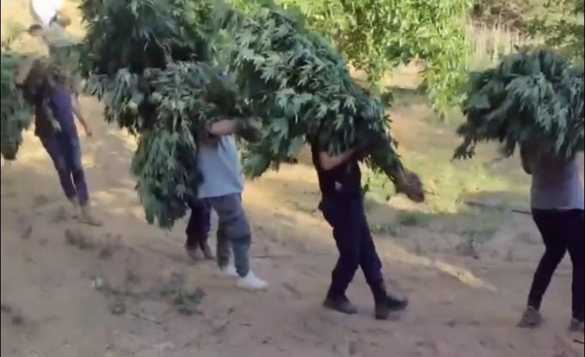 Manisa'da zehir operasyonu: 2 bin 903 kök kenevir ve 8 kilo 820 gram kubar esrar ele geçirildi