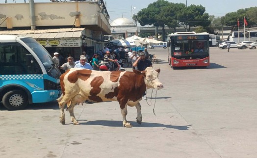 Mezbahadan kaçan inek, otogarda yakalandı