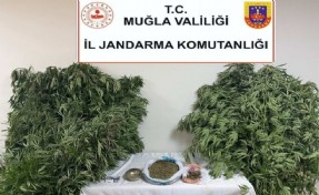 Muğla'da zehir tacirlerine baskın!
