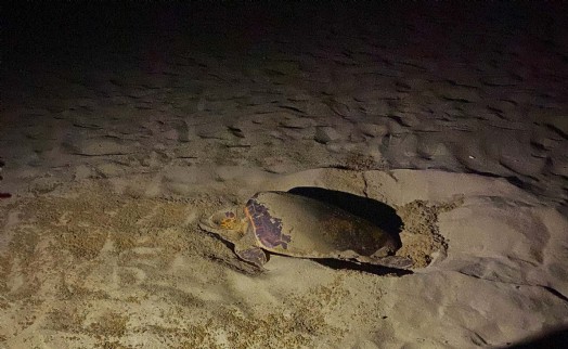 Pamucak sahiline yılın ilk deniz kaplumbağası yumurtalarını bıraktı