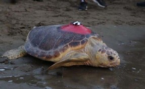 Sinyali kesilen caretta 'Tuba', yuvalama için geldi