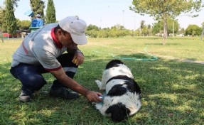 Temizlik görevlisinin sokak köpeği ile bağı dikkat çekiyor