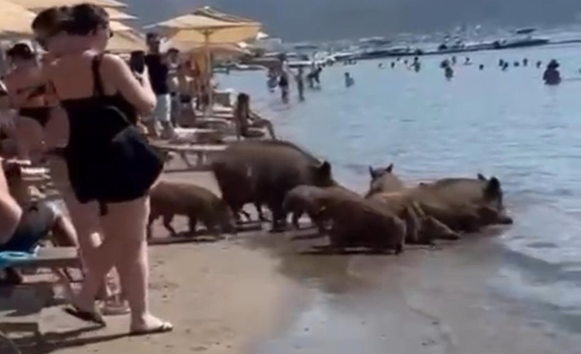 Yaban domuzlarının deniz keyfi ilgi gördü!