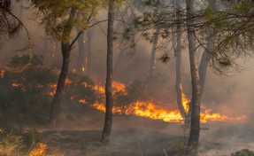 Gaziemir'de korkutan orman yangını kontrol altına alındı