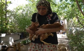 Yürekleri ısıtan haber Seferihisar’dan: İzmir’deki yangından kurtarılan tavuklarına kavuştu