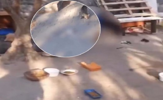 10 yavru kedinin başını taşla ezerek katletti! 'Bulun bu caniyi'