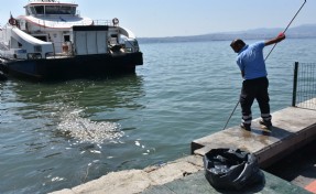Balık ölümleri tüm Körfez'e yayıldı