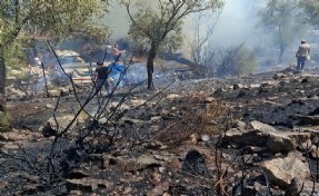 Bodrum'daki yangında 10 dönüm alan zarar gördü
