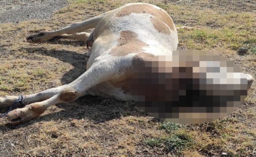 Boş arazide boğazı kesilmiş inek ölüsü bulundu