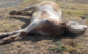Boş arazide boğazı kesilmiş inek ölüsü bulundu