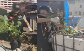 Çatıyı zehir tarlasına çevirenlere operasyon: 3 gözaltı