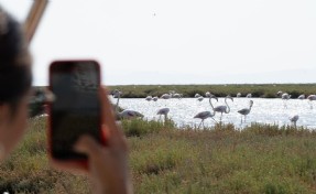 Flamingo Yolu turları başladı