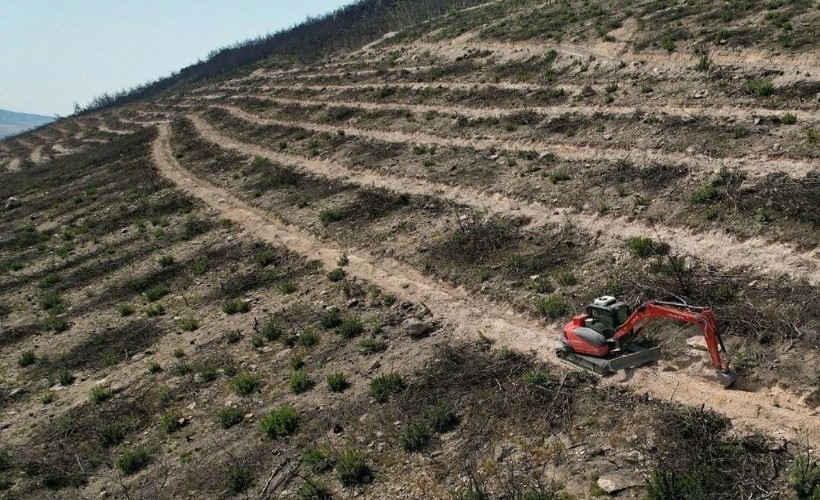 Foça’da yanan 234 hektarlık alana 150 bin fidan dikilecek