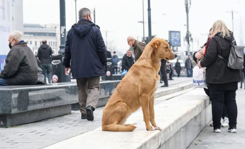 İstanbul Valiliği'nden sokak hayvanlarını 'toplatma' talimatı!