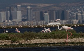 İzmir'de 'Flamingo Yolu' turu renkli görüntülere sahne oluyor