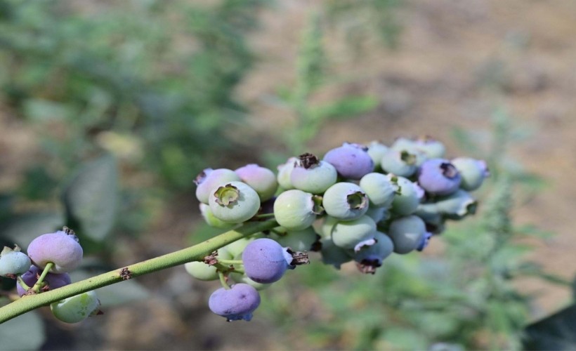 İzmir'in ilk toprağa dikim blueberryleri hasat edildi