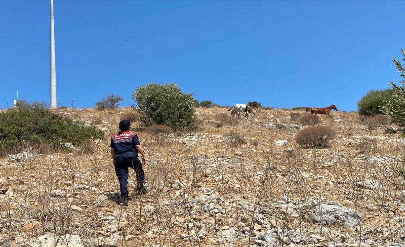 Jandarmadan Milli Park’ta yaban hayatı denetimi