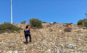 Jandarmadan Milli Park’ta yaban hayatı denetimi