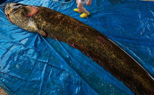 Manisa'da baraj gölünde 114 kilo ağırlığında balık yakalandı