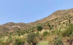 Marmaris'te yanan alanlar yeniden yeşillendi