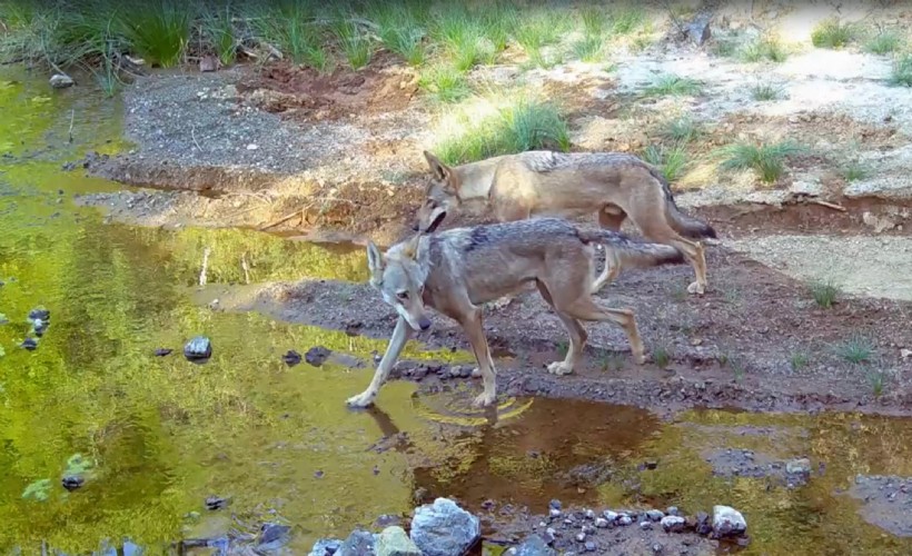 Muğla'da kurtlar görüntülendi: O anlar fotokapana yansıdı!