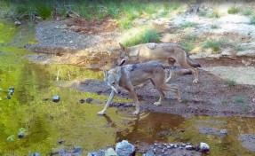 Muğla'da kurtlar görüntülendi: O anlar fotokapana yansıdı!