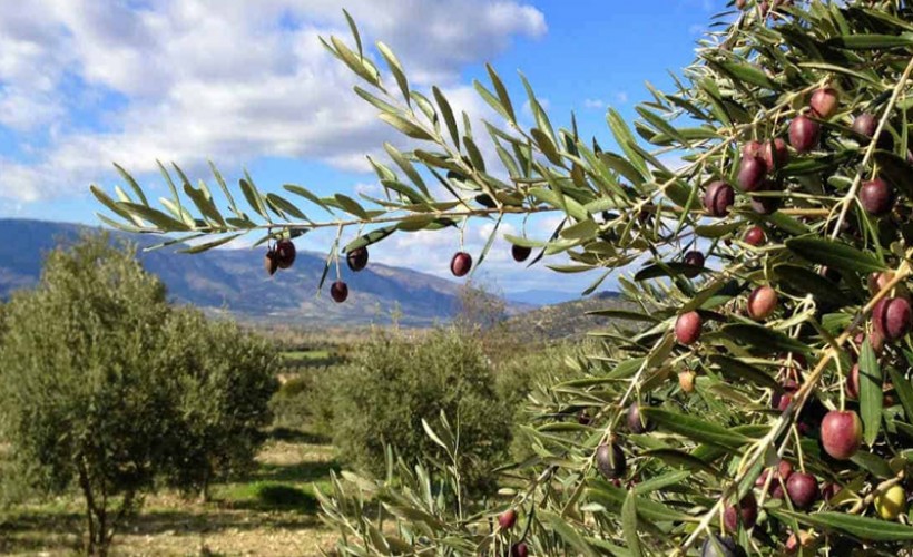 Muğlalı köylülerden 'torba yasa' nöbeti: Tek bir zeytin dalımızı vermeyeceğiz!