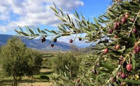 Muğlalı köylülerden 'torba yasa' nöbeti: Tek bir zeytin dalımızı vermeyeceğiz!