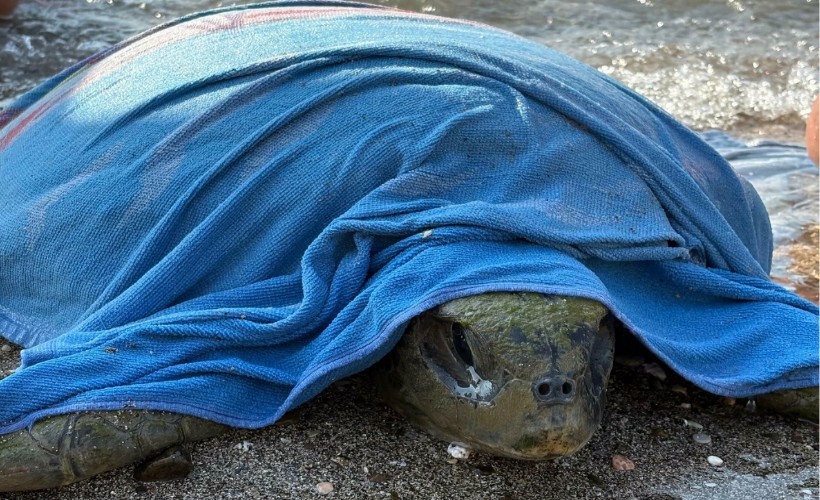 Tekne pervanesi çarpan caretta carettayı sahil güvenlik kurtardı