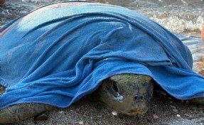 Tekne pervanesi çarpan caretta carettayı sahil güvenlik kurtardı