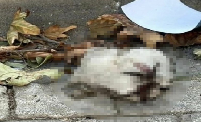 Turgutlu'da sokakta kedi başı bulundu iddiası