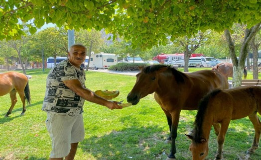 Yılkı atları kent merkezine indi, pazarcılar kavun ve karpuz ile besledi