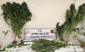 Aydın'da 37 kök kenevir ele geçirildi